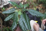 <strong>Elaeocarpus hortensis - Gâteblé Gildas - 313</strong><br />© Ramon, Laurence